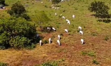 * A&M IMOVEIS VENDE EXELENTE FAZENDA EM FORMOSA COM 295HECTARES