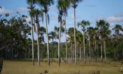 A&M Imoveis vende exelente Fazenda em Minas Gerais com 525Hectares