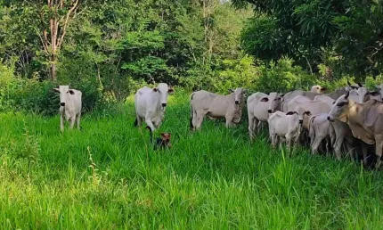 A&M IMOVEIS VENDE EXELENTE FAZENDA COM 13 ALQUEIRES MINAÇU-GO