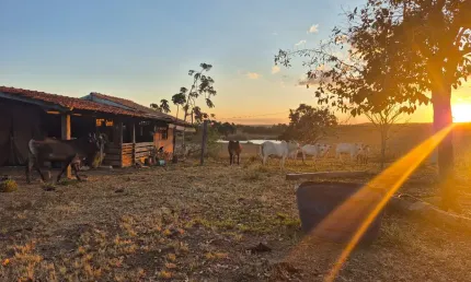 A&m imoveis vende fazenda com 91.8hectares em cabeceiras go