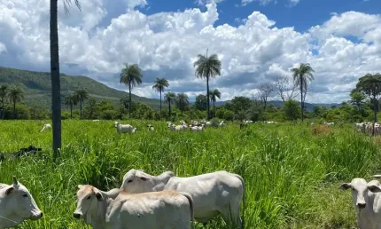 A&m imoveis vende exlente fazenda em vila boa com  152 hectares de muita cultura