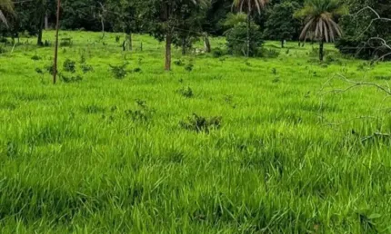 A&m imoveis vende fazenda com 43 hectares  em unaí mg