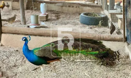 Fazenda à venda, 4 quartos, Centro - São Brás do Suaçuí/MG