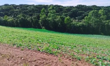 Chácara / sítio com 1 quarto à venda na Wadislau Furman, 0054, Guajuvira, Araucária, 10 m2 por R$ 1.200.000