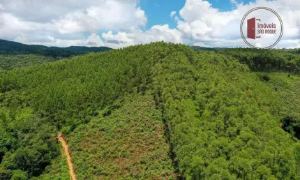 42 alqueires, plantado com 50.000 pés de eucalipto com 7 anos.
