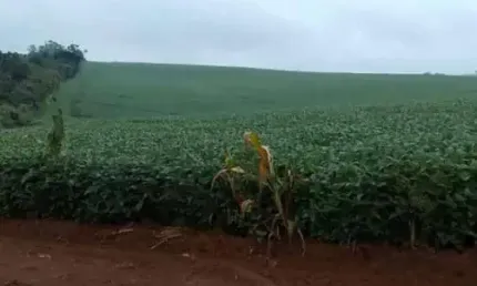 Excelente fazenda na região de Itapetininga com 49 alqueires.