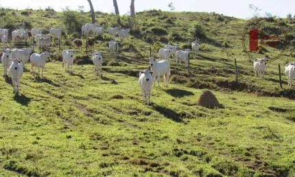 Fazenda à venda na Zona Rural, Salto de Pirapora 