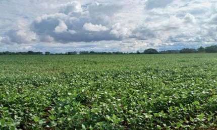 Fazenda 42 Hectares no Paranoá DF-130 !!! 2.500.000 !!!