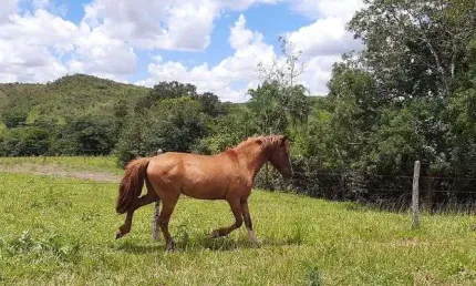 Fazenda Planaltina-DF 61 Hectares !!! 2.200.000 !!!