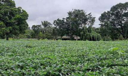 Sítio 12 Hectares Capão Seco Paranoá !!! 1.000.000 !!!