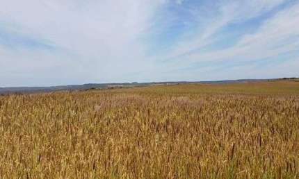 Fazenda Espetacular na Quebrada dos Neres 298 Hectares !!! 8.500.000 !!!