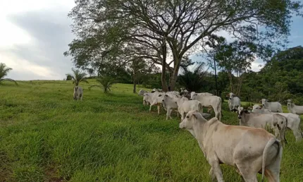 Fazenda de 50 alqueires a 2 km de São sebastião de Paraiso
