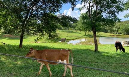 Escriturada Há 100km de Bsb Com Riacho Gados Aves Peixes Árvores Frutíferas