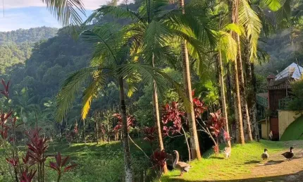 Chácara / sítio com 24 quartos à venda na Avenida Brasil, Zona Rural, Juquiá