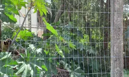 Terreno à venda na rua doutor arnaldo da silva ferreira, --, jardim isabel, porto alegre por r$ 700.000