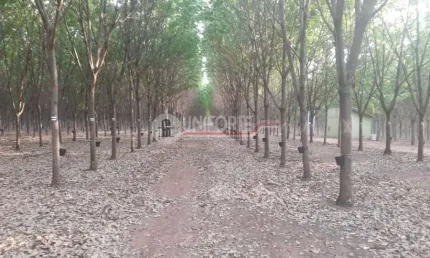 Fazenda para Venda próximo à Aporé-GO com 366 alqueires.