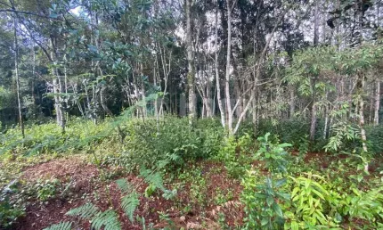Terreno à venda no Baixo Salto, Nova Trento 