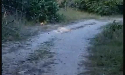 Fazenda com 6 salas à venda na Rua Gervásio Pires, 3444, Zona Rural, Barras