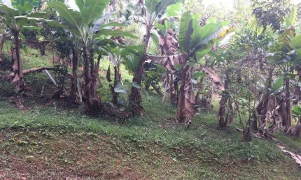 Terreno residencial à venda, Salto do Norte, Blumenau.