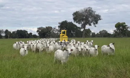 Fazenda à venda na Zona Rural, Araguaiana 