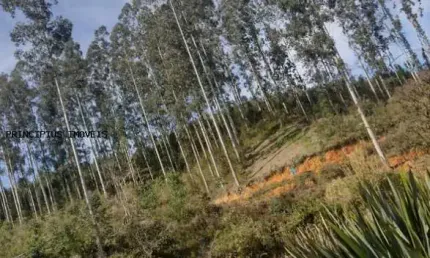 Chácara para Venda em Quatro Barras, RIBEIRÃO DO TIGRE