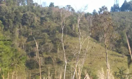 Chácara / sítio à venda na Br 116 Km 51, 51, Paiol De Baixo, Campina Grande do Sul