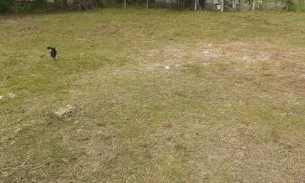 Terreno para venda possui 625 metros no Jardim das Acácias