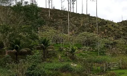 Fazenda à venda na Rua Barão de Madalena, Zona Rural, Santa Maria Madalena