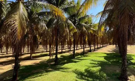 Chácara / sítio com 3 quartos à venda no Monte Alegre, Barretos , 20000 m2 por R$ 4.000.000