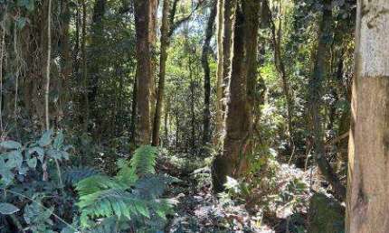 EXCELENTE CHACARAS COM 20.000 M2 CADA NA FAXINA EM TIJUCAS 200.000 ÁREA RURAL DE TIJUCAS DO SUL
