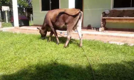 EXCELENTE CHACARA COM 5.566 M2 COM CHALE AMBROSIO TIJUCAS DO SUL 380.000 ,00