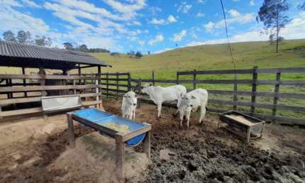 Chácara / sítio com 3 quartos à venda na Pinhalzinho Sp., REF.34, Areal, Pinhalzinho