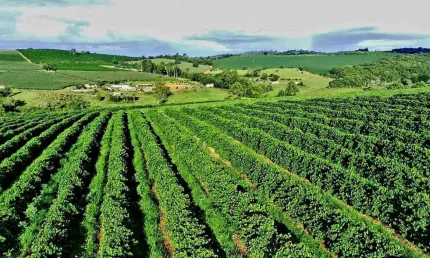 Chácara / sítio com 6 quartos à venda na Zona Rural, Campanha 