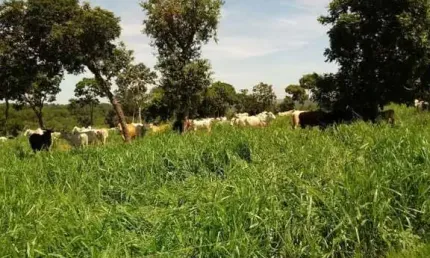 Fazenda à venda na A Apenas 28 Km De Pedro Gomes, Sentido Rio Cachoeirinha., Centro, Pedro Gomes