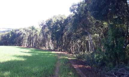 Chácara / sítio à venda na Colônia Balbino Cunha, Campo Largo 