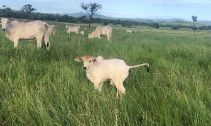 Fazenda à venda na Rua Coronel de Arruda Pinto, Agrovila Das Palmeiras, Santo Antônio do Leverger