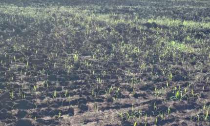 Fazenda com 1 sala à venda na Rua Marechal Deodoro, Zona Rural, Rosário Oeste