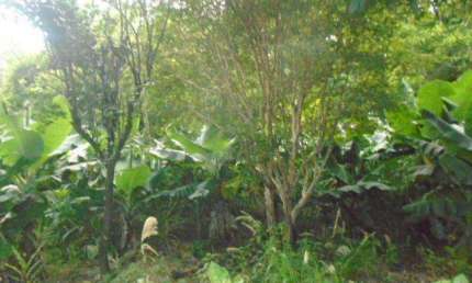 Terreno para Venda em Presidente Prudente, VILA LUZO