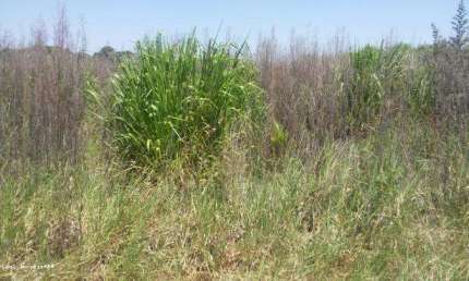 Chácara para Venda em Álvares Machado, CHACARA ESTANCIA MARTINS