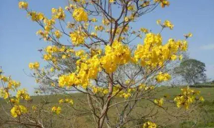 Chácara para Venda em Alfredo Marcondes, CHACARA SÃO PEDRO, 2 dormitórios, 1 banheiro, 2 vagas