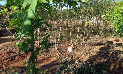 Terreno para Venda em Martinópolis, JARDIM PAULISTA