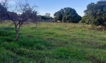 Chácara para Venda em Regente Feijó, CHACARA DAS PAINEIRAS
