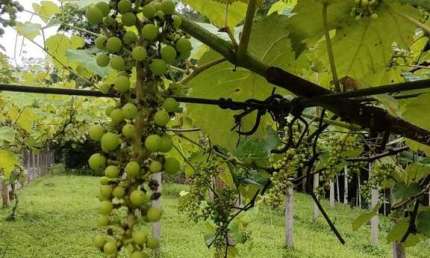 Fazenda à venda na Rua Indaia, Claraíba, Nova Trento