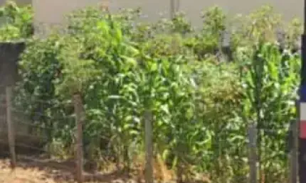 Terreno à venda na Rua Juruna, Distrito Industrial de Ibirité, Ibirité