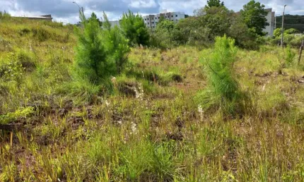 Terreno para venda  no Bairro Nossa Senhora das Graças em Caxias do Sul
