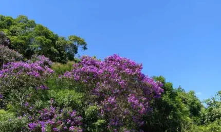 Terreno comercial à venda no garcia, blumenau  por r$ 1.250.000