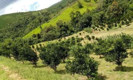 Chácara / sítio com 2 quartos à venda no Centro, Cerro Azul 