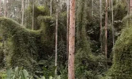 Chácara / sítio à venda na Campina  Grande Do Sul - Pr., Centro, Campina Grande do Sul