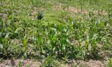 Chácara / sítio à venda na Quitandinha - Pr, Campina de Quitandinha, Quitandinha