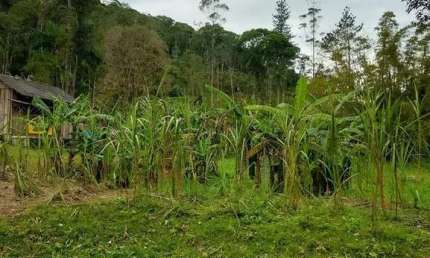 Chácara / sítio com 2 quartos à venda na Morretes - Pr, Centro, Morretes